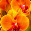 lilyflower490